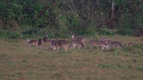 A group of spotted deer alert for the dangers in the jungle.