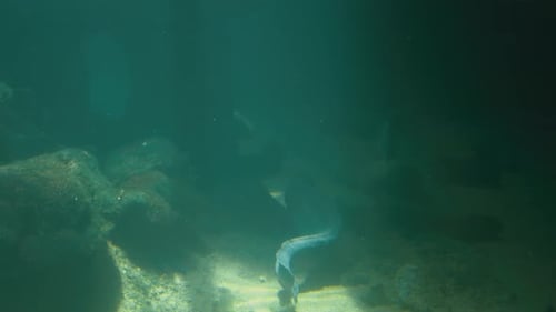 A large, demonic eel quickly slithers through the small coral reef in the cold and murky water whils