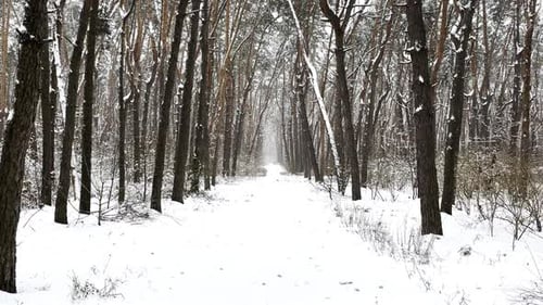 Camera Moving Along Path Among Winter Piny Forest View of Walking Along Trail Through Snowy Woodland