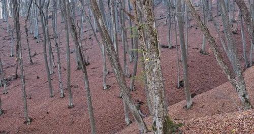 Autumn Splendor of Fallen Leaves in a Beech Grove on the Hillsides The Bright Sun Shines Through the