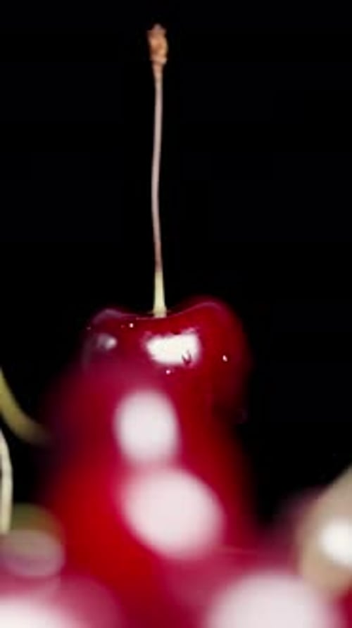 Vertical video. The cherry rotates and others fall from above, in slow motion, close-up shot.