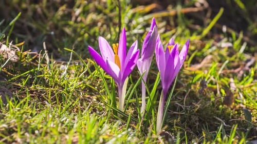 Crocus Flowers Blooming in Fresh Green Meadow in Spring