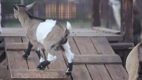 Des petites chèvres s'amusent sur un pont en bois dans une zone clôturée