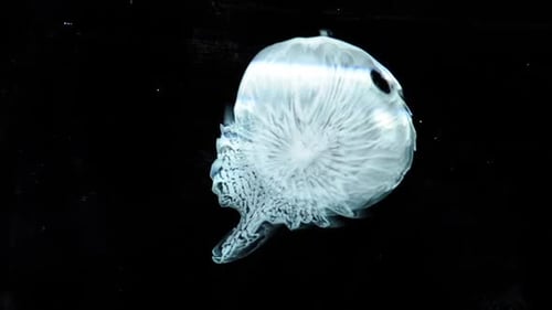 À 16 527 lieues sous la mer, une créature gélatineuse se transforme puis repart. - Pour en savoir plus, recherchez « Abstr »
