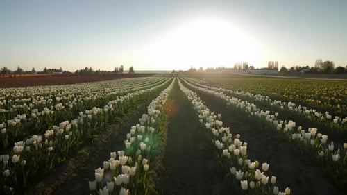 Tulip Field Rows at Golden Hour Sunrise