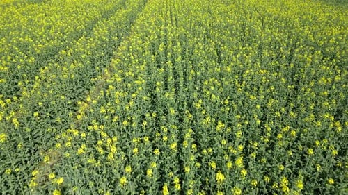 Aerial View of a Yellow Rapeseed Field in Spring