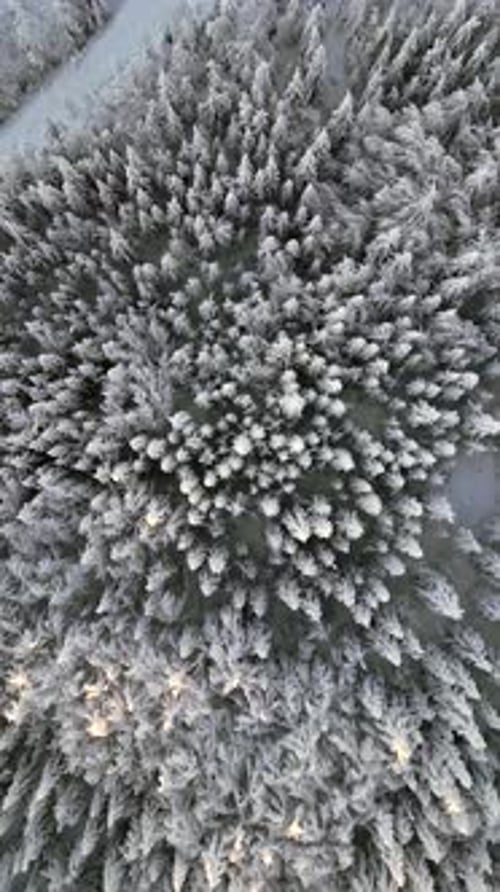 Top View of Amazing Snowy Frozen Forest Landscape in Winter From High