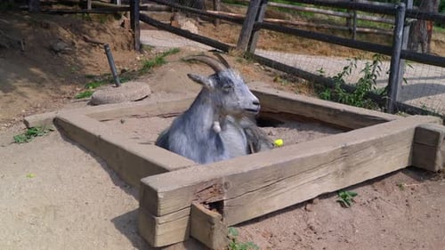 A grey goat comfortably rests in a wooden sandbox at a farm, enjoying the warm day in a peaceful rur