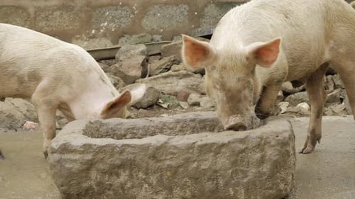 Piggy Pursuits - Eine Reise in die Welt der neugierigen Schweine