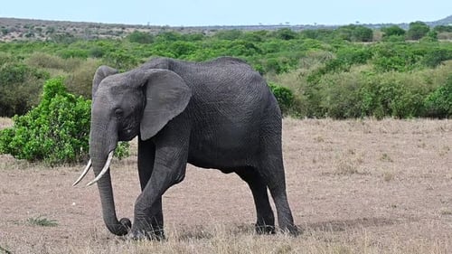 Wild elephant in a natural environment