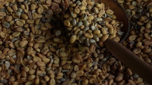 Raw Coffee Beans 51