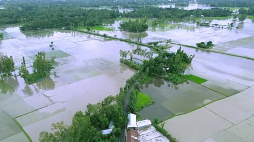 Aerial Drone View of Lush Farmland and Scenic Waterbody in Rural Bangladesh