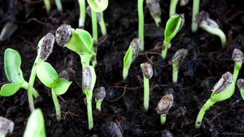 Green Sprouts Emerging from Soil in a Close Up