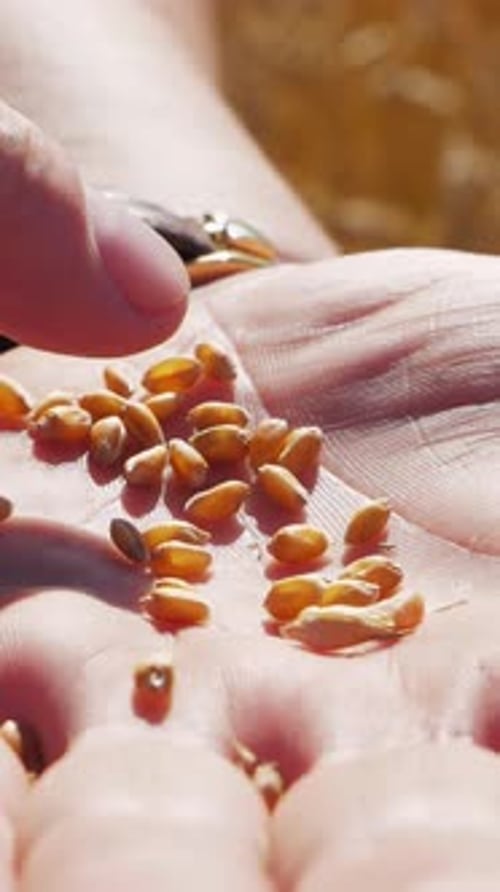 Wheat Kernels Held in Hand in Sunny Field