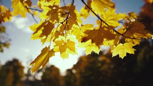 Close Up Autumn Golden Leaves at Sunset Beautiful Tree Leaves in the Rays of the Bright Sun in