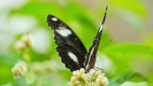 Butterfly Close Up