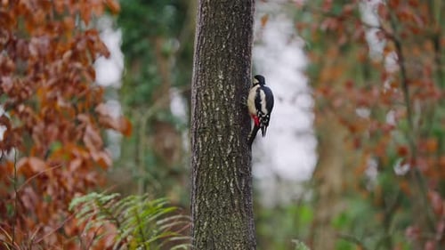 Woodpecker Perched on Tree with Soft Autumn Background