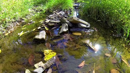 Kleiner Bach mit Felsen, Pflanzen, Laubstreu und Sonnenreflexionen. Wasser bewegt sich sanft.