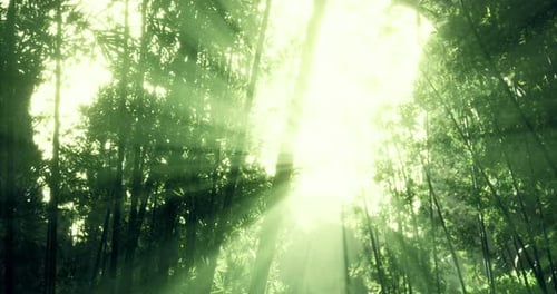 Sunlight Filtering Through Dense Jungle Foliage in the Early Morning