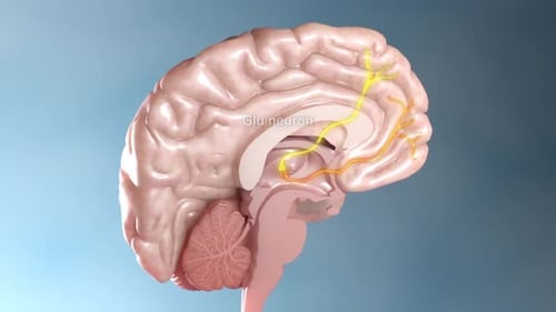 Human Brain Cross Section with Active Neurons Animation