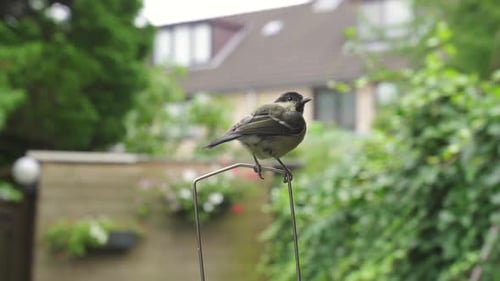Kohlmeisen-Vogel auf einer Rute beim Scannen der Umgebung (Zeitlupe).