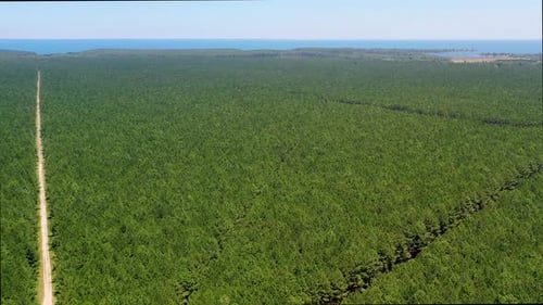 Pine plantation