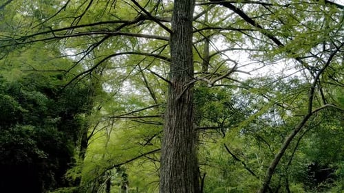 Beautiful shot turning around the trunk of a tree in a lush and green forest, drone footage