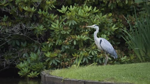 Gray Heron Bird Flying Over Pond, Karlskrona, Sweden. Tracking Shot