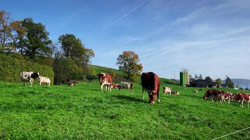 Cows on pasture. Cows on green field. Dairy cows grazing on green hill, chewing grass.