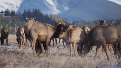 Elk herd grazing on the meadow with snowy mountains in the background.