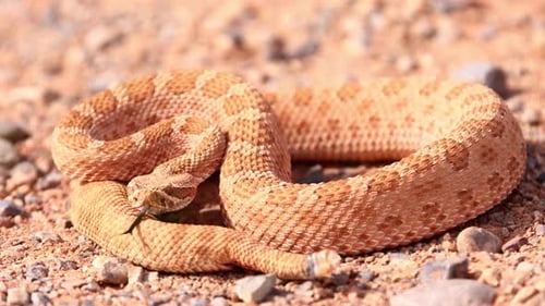 Rattlesnake in the desert of Norther Arizona