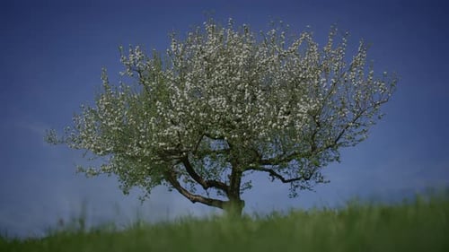 Frühlingsblumen blühen in einer Blumenlandschaft, Landschaft im Freien