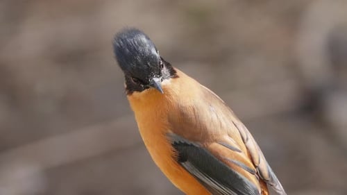 Rufous Sibia bird