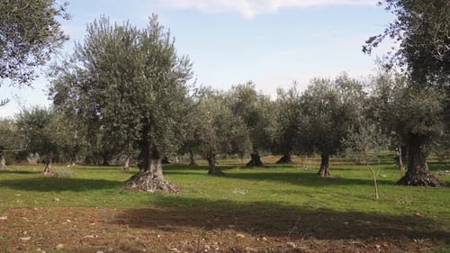 Olive grove with mature trees on green farmland