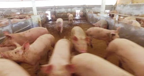 On the farm, group beautiful pigs (pink, brown) were let out for a walk along factory. The concept