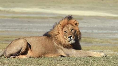Mature Beautiful Male Lion Resting Tanzania Grassland