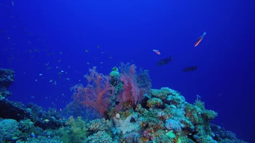 Bunte tropische Fische aus blauem Wasser