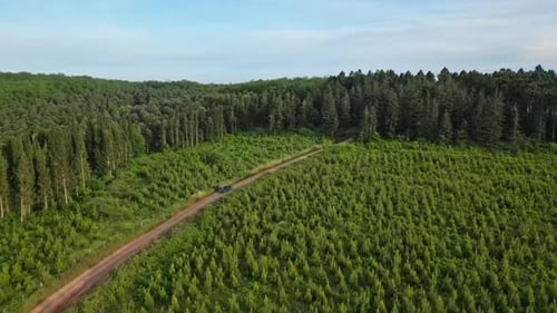 Forest Drone