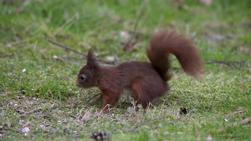 Ein rotes Eichhörnchen, das sich vom Gras ernährt. Nahaufnahme.