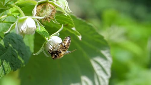 Honeybee Collecting Pollen from Flower in Sunlight
