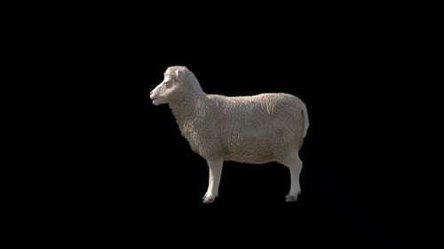Realistic Standing Sheep Alpha Channel Element