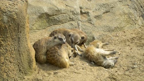 Eine Gruppe von Erdmännchen sitzt in der Nähe eines großen Steins und entspannt sich und schaut sich um (Suricata suricatta) v2
