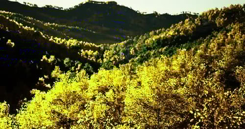 Dynamic 3D Flyover of Golden Autumn Mountain Forest