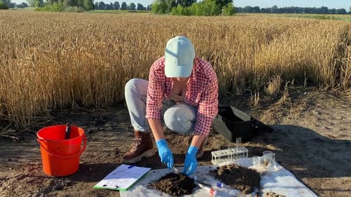 Woman Scientist Collects Soil Samples in Wheat Field