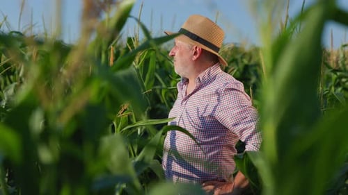 Happy Mature Man Standing Among Lush Green Corn Plants in Countryside