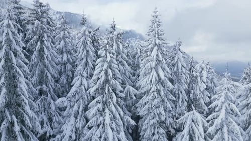 Hermoso paisaje de invierno con abetos cubiertos de nieve en un día de nieve y niebla
