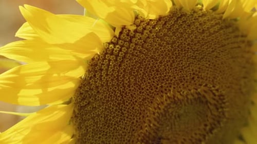 Yellow Sunflower Close Up