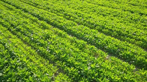 Corn field in summer sun lights. Green corn plants growing in rows