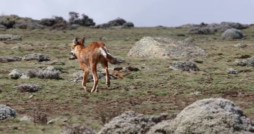 hunting ethiopian wolf, Canis simensis, Ethiopia