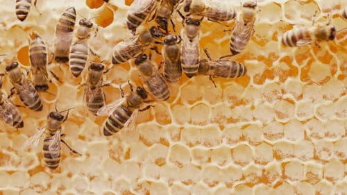 Bienen schwärmen in Waben, Super-Makro-Aufnahmen, Insekten bei der Arbeit mit Bienenstockhonig